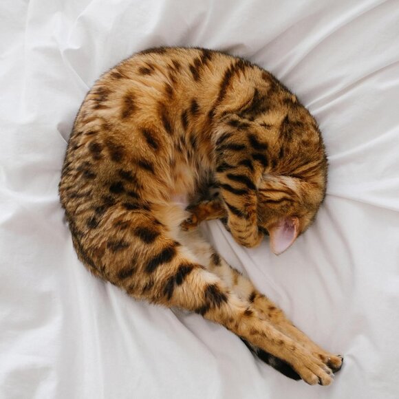 Queen Sz Sheet Set 4 Pc Fitted and Flat sheets 2 Pillowcases X004702LMP - Picture 4 of 8